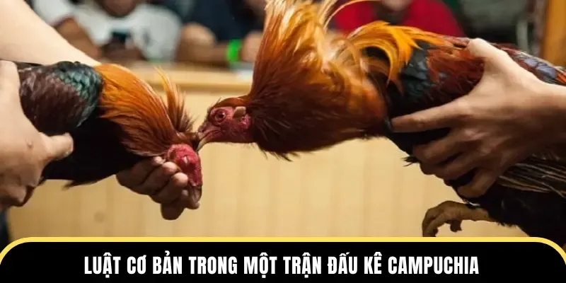 Làm Sao Để Chơi Đá Gà Tại DABET Hiệu Quả?